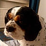 animal, bed, bedroom, black_fur, blanket, brown_patches, closeup, curtains, dog, floppy_ears, indoor, pet, portrait, puppy, radiator, sitting, spaniel, tricolor, white_fur, window