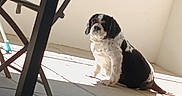 Pixou a rejoint le concours — aidez-le/la à gagner de superbes lots ! black_white, blanket, brown, chair, colorful, dog, furniture, home, outdoor, patio, pet, portrait, shadow, sitting, spaniel, sunlight, table, tile_floor, toy, white