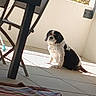 black_white, blanket, brown, chair, colorful, dog, furniture, home, outdoor, patio, pet, portrait, shadow, sitting, spaniel, sunlight, table, tile_floor, toy, white