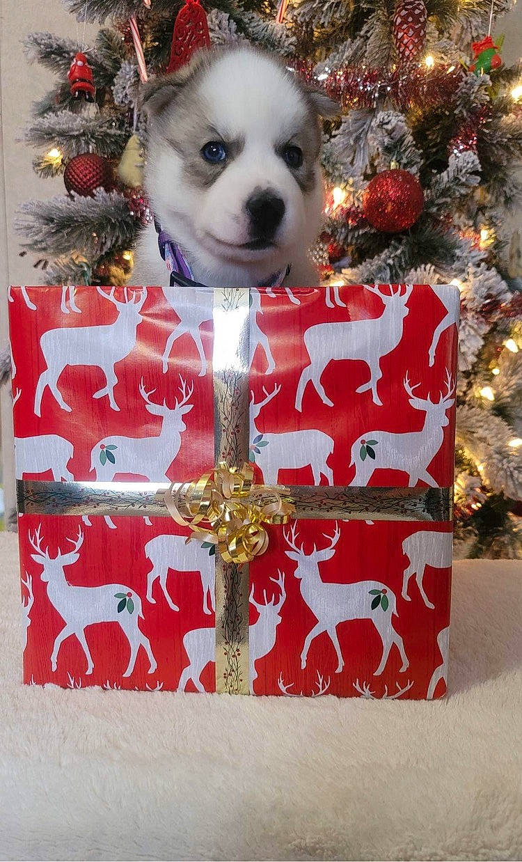 Everest joined the competition — help win amazing prizes! art, carnivore, christmas, christmas_decoration, christmas_eve, christmas_ornament, christmas_tree, companion_dog, dog, dog_breed, dog_supply, event, fawn, font, holiday, holiday_ornament, mammal, ornament, red, vertebrate