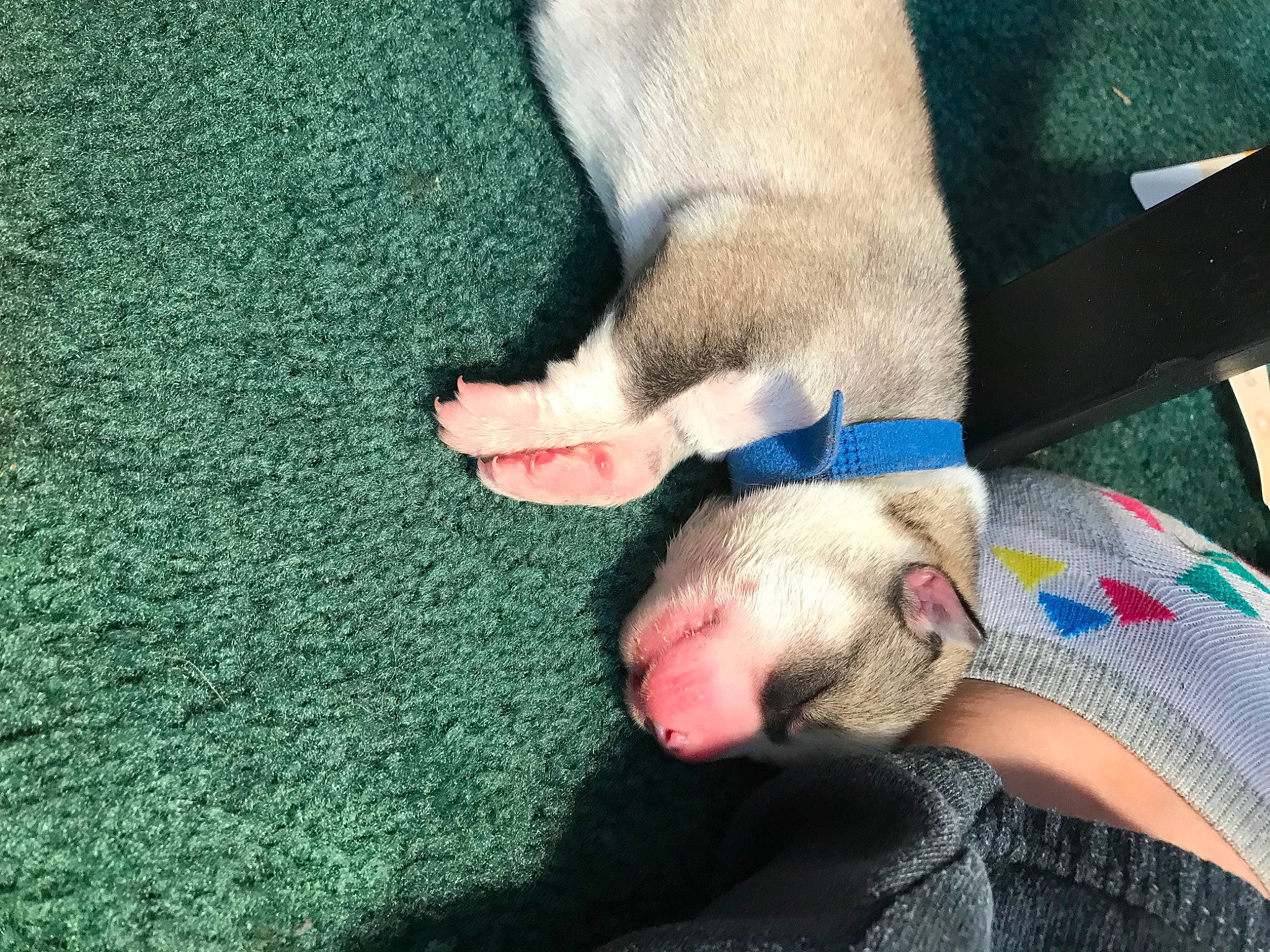 Everest joined the competition — help win amazing prizes! barefoot, comfort, electric_blue, fawn, felidae, finger, foot, gesture, grass, human_leg, knee, leg, nail, paw, snout, thigh, thumb, toe, vertebrate, wrist