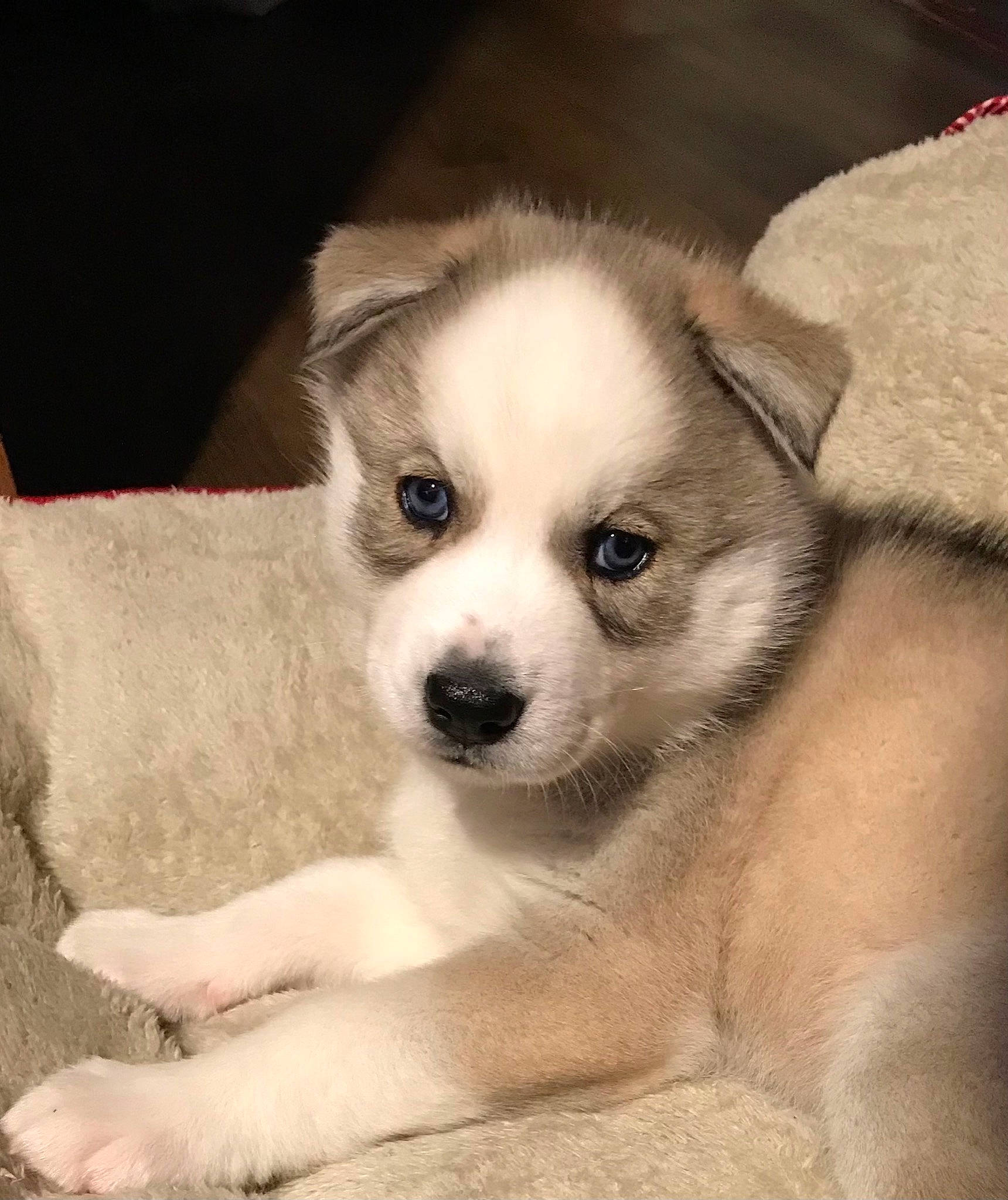 Everest is registered to the contest to win money with this photo: ancient_dog_breeds, canidae, carnivore, companion_dog, dog, dog_breed, fawn, fur, non_sporting_group, puppy, snout, sporting_group, terrestrial_animal, toy_dog, whiskers, working_animal