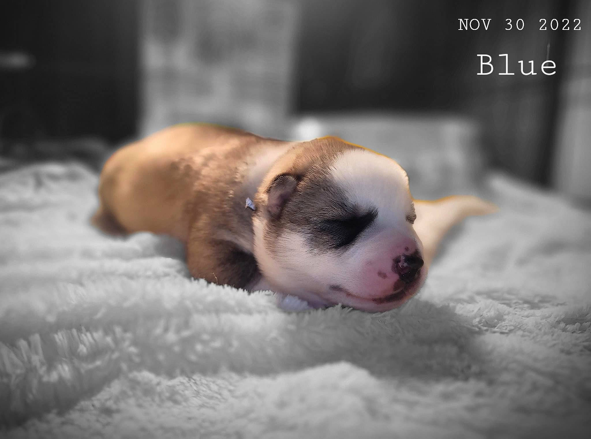 Everest is registered to the contest to win money with this photo: boston_terrier, canidae, carnivore, companion_dog, dog, dog_breed, flash_photography, fur, non_sporting_group, paw, photo_caption, puppy_love, sporting_group, street_dog, tail, terrestrial_animal, toy_dog, whiskers, winter, working_animal