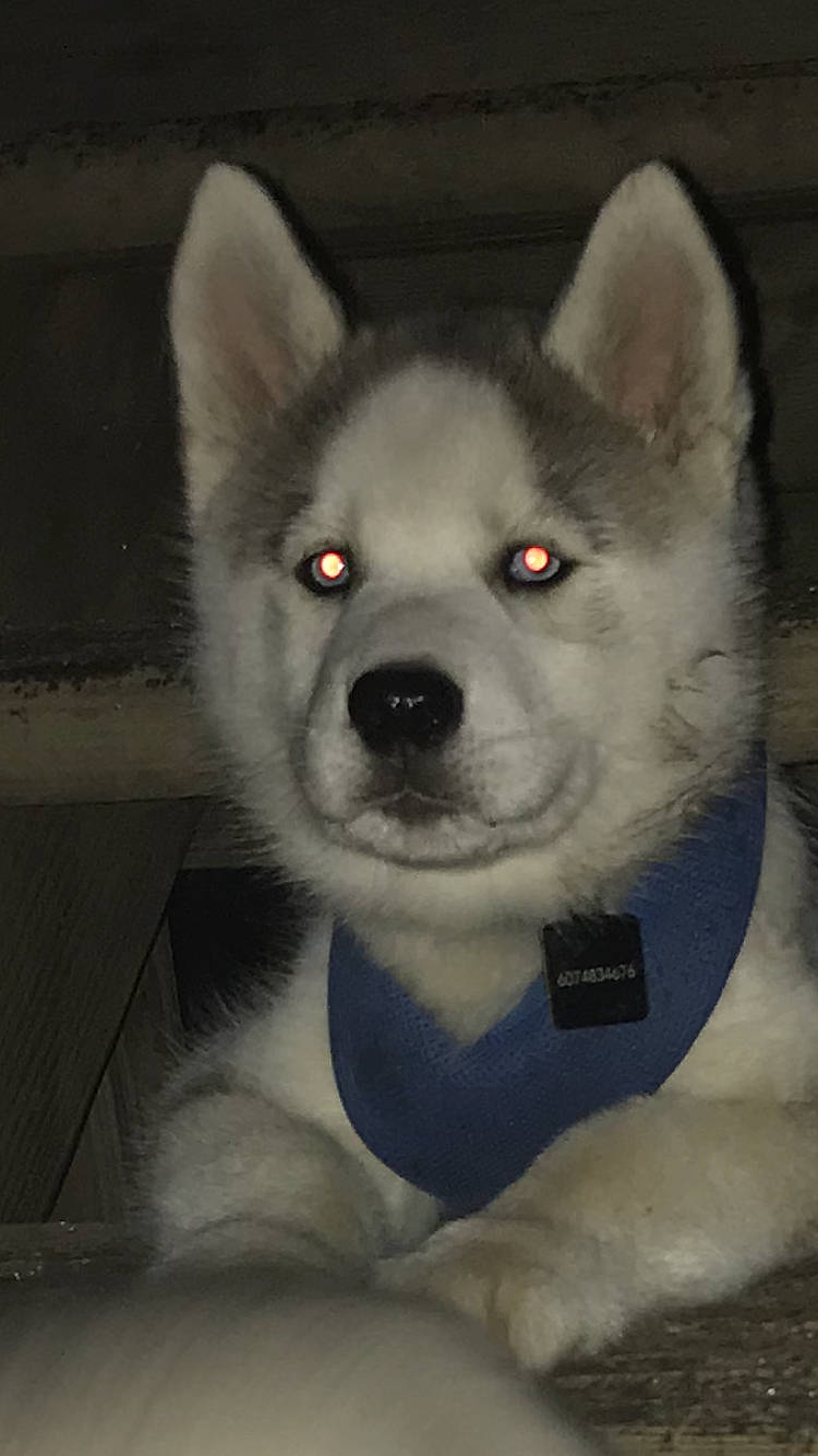 Apollo joined the competition — help win amazing prizes! ancient_dog_breeds, canidae, canis, carnivore, companion_dog, dog, dog_breed, fur, grey, non_sporting_group, snout, terrestrial_animal, whiskers, wolf, working_animal, working_dog