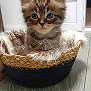 Myrtille participe au concours pour gagner de l'argent avec cette photo : kitten, cat, tabby, blue_eyes, basket, furry_blanket, indoor, floor, wooden_floor, cozy, cute, pet, animal, small, young, feline, fur, whiskers, ears, portrait