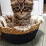kitten, cat, tabby, blue_eyes, basket, furry_blanket, indoor, floor, wooden_floor, cozy, cute, pet, animal, small, young, feline, fur, whiskers, ears, portrait