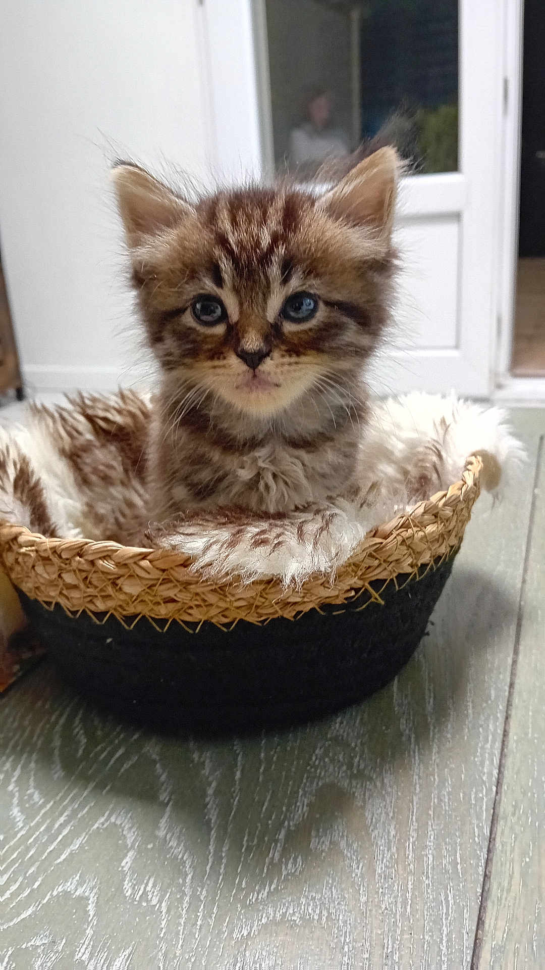 Myrtille participe au concours pour gagner de l'argent avec cette photo : kitten, cat, tabby, blue_eyes, basket, furry_blanket, indoor, floor, wooden_floor, cozy, cute, pet, animal, small, young, feline, fur, whiskers, ears, portrait