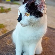 Oréo a rejoint le concours — aidez-le/la à gagner de superbes lots ! abyssinian, accessories, angora, animal, cat, hardwood, kitten, manx, pet, siamese, strap, wood