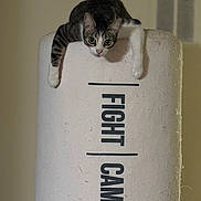 Toby is registered to the contest to win money with this photo: cat, climbing, curious, eyes, fabric, face, fur, furniture, indoor, kitten, paws, pet, playful, portrait, scratching_post, tabby, typography, ventilation_grill, vertical_text, wall