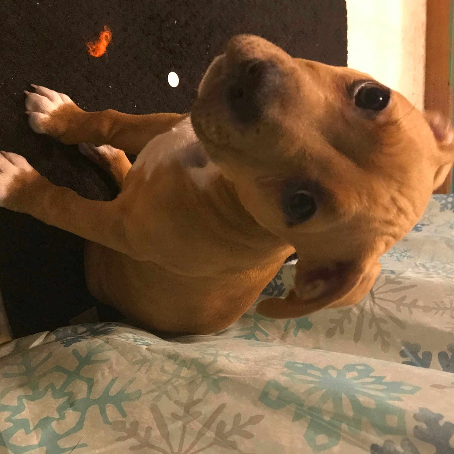 Scrappy Doo joined the competition — help win amazing prizes! american_pit_bull_terrier, canidae, carnivore, dog, dog_breed, ear, fawn, mammal, muscle, non_sporting_group, snout, sporting_group, vertebrate