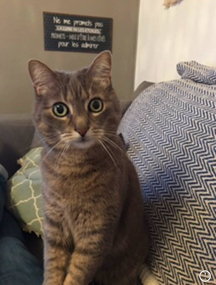 Gustave a rejoint le concours — aidez-le/la à gagner de superbes lots ! carnivore, cat, comfort, domestic_short_haired_cat, eye, felidae, fur, linens, photo_caption, small_to_medium_sized_cats, snout, tail, terrestrial_animal, whiskers