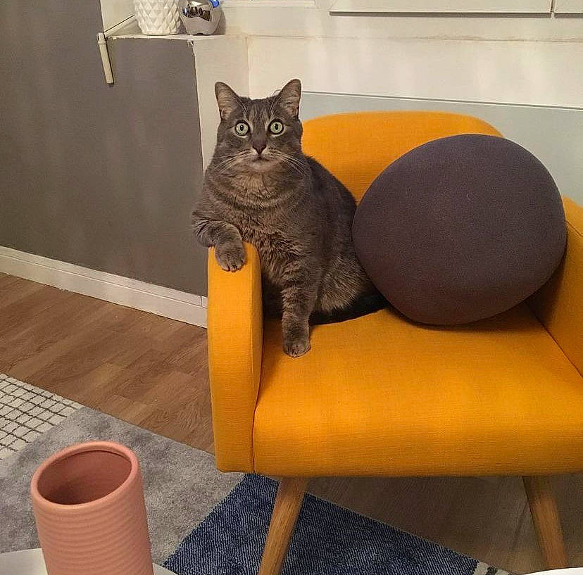 Gustave participe au concours pour gagner de l'argent avec cette photo : armrest, carnivore, cat, cat_supply, comfort, couch, felidae, floor, flooring, furniture, grey, hardwood, interior_design, outdoor_furniture, rectangle, room, small_to_medium_sized_cats, tail, whiskers, wood