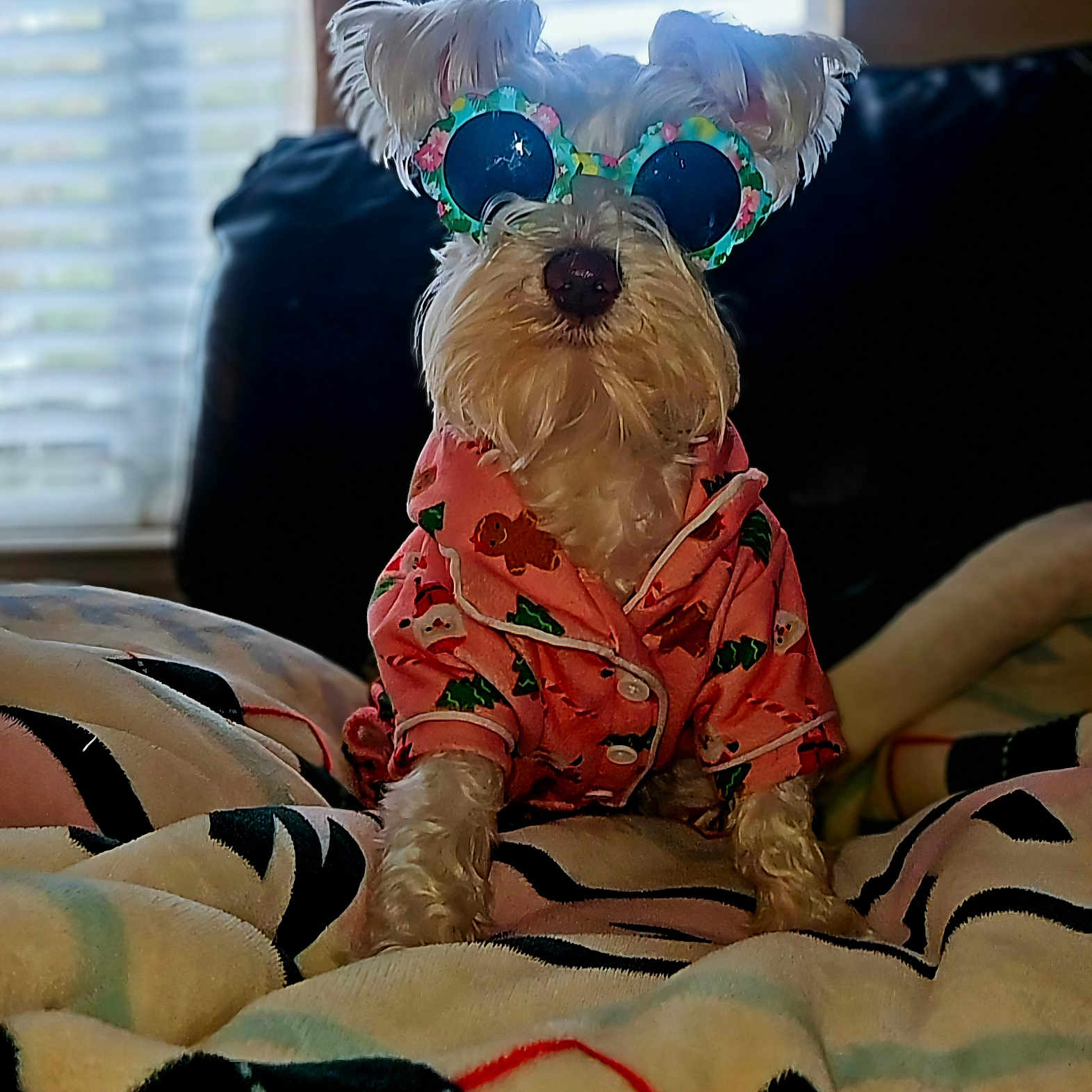 Rosie is registered to the contest to win money with this photo: animal, baby, blanket, canine, couch, cushion, dog, face, furniture, head, homedecor, indoors, person, pet, photography, poodle, portrait, puppy, terrier, whitedog