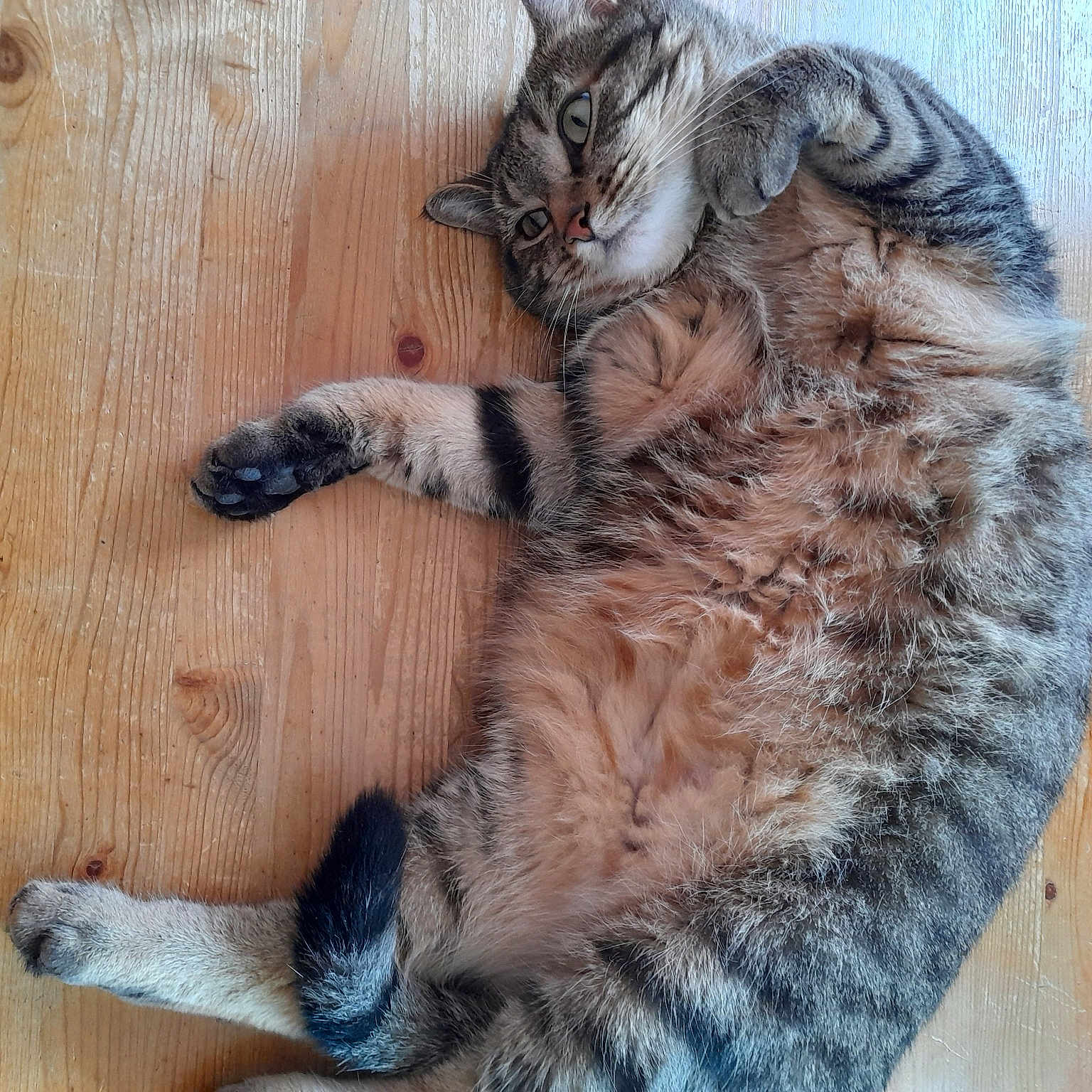 Razmoket