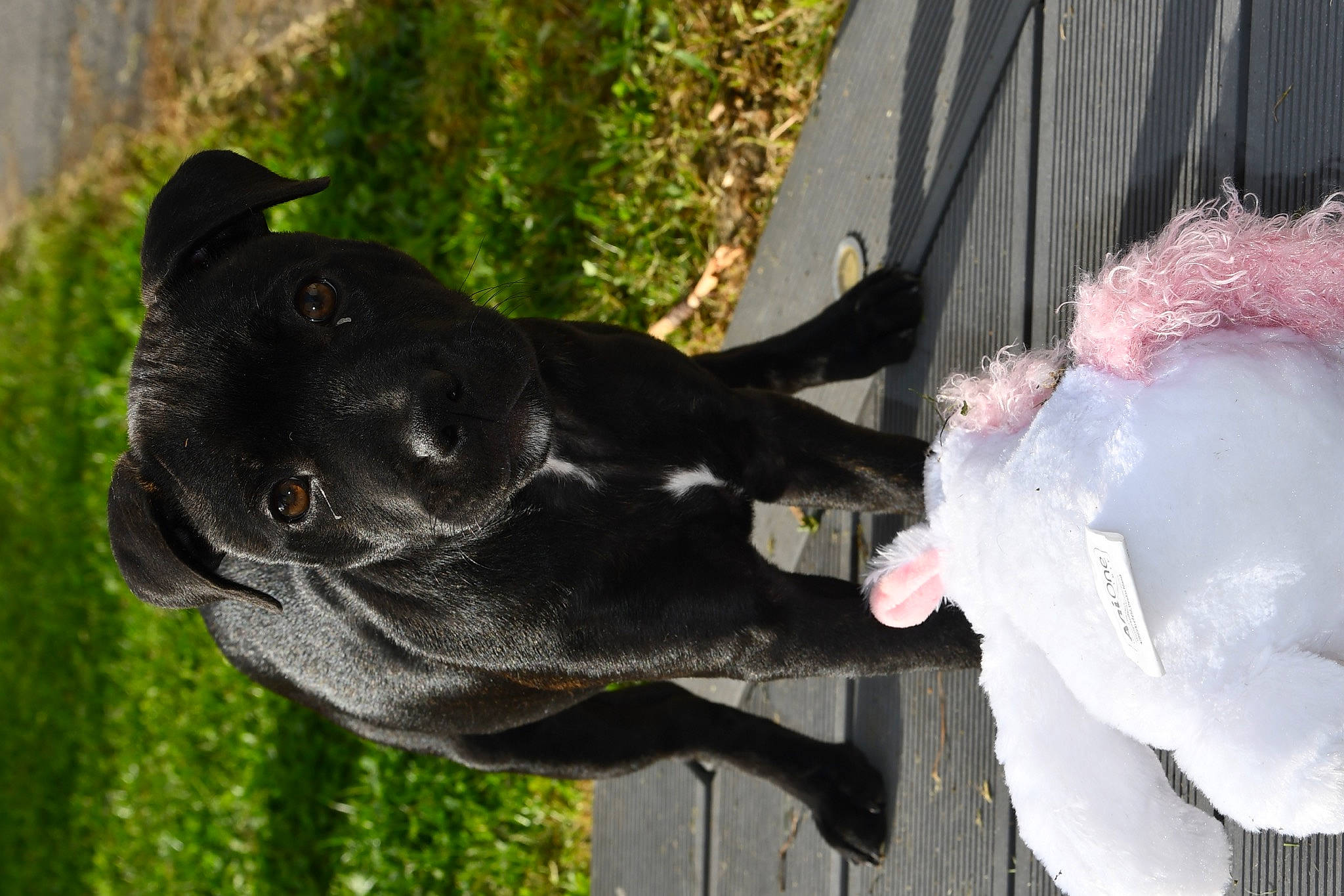 Skyla participe au concours pour gagner de l'argent avec cette photo : art, carnivore, companion_dog, dog, dog_breed, dog_collar, fashion_accessory, fawn, gesture, grass, plant, sculpture, snout, sporting_group, statue, tail, tree, vertebrate, water, working_animal