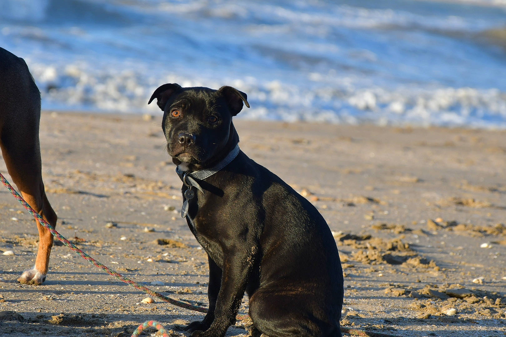 Skyla participe au concours pour gagner de l'argent avec cette photo : beach, canidae, carnivore, collar, dog, dog_breed, dog_collar, fawn, landscape, natural_environment, ocean, rampur_greyhound, sand, shadow, sporting_group, terrestrial_animal, water, wave, wind_wave, working_animal