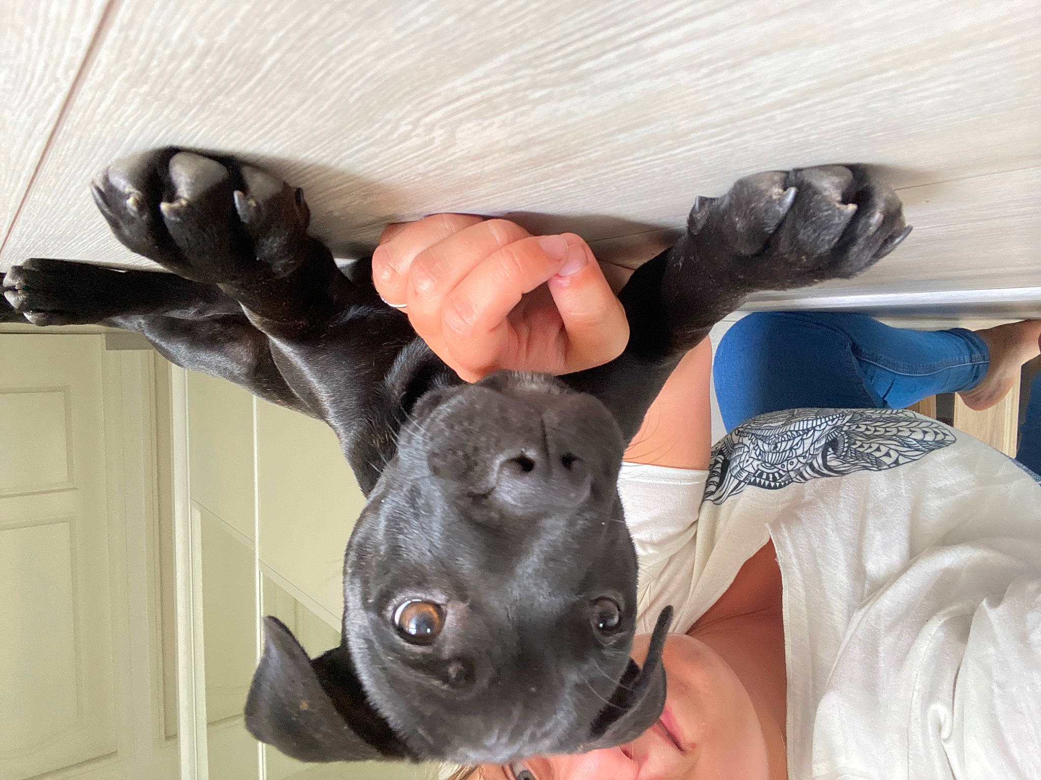 Skyla participe au concours pour gagner de l'argent avec cette photo : comfort, dog_breed, ear, fashion_accessory, fawn, felidae, finger, fur, gesture, hand, head, koala, nail, snout, stuffed_toy, thumb, toy, whiskers, working_animal, wrist