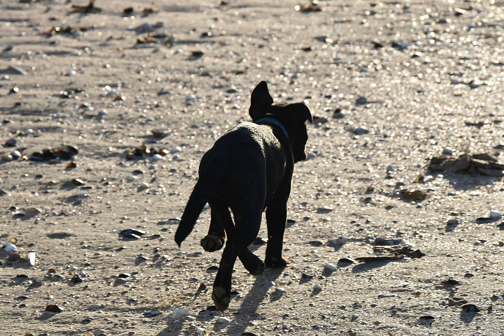Skyla a rejoint le concours — aidez-le/la à gagner de superbes lots ! art, beach, canidae, carnivore, dog, dog_breed, fawn, guard_dog, landscape, monochrome, monochrome_photography, rock, sand, shadow, soil, sporting_group, street_dog, terrestrial_animal, working_animal, working_dog