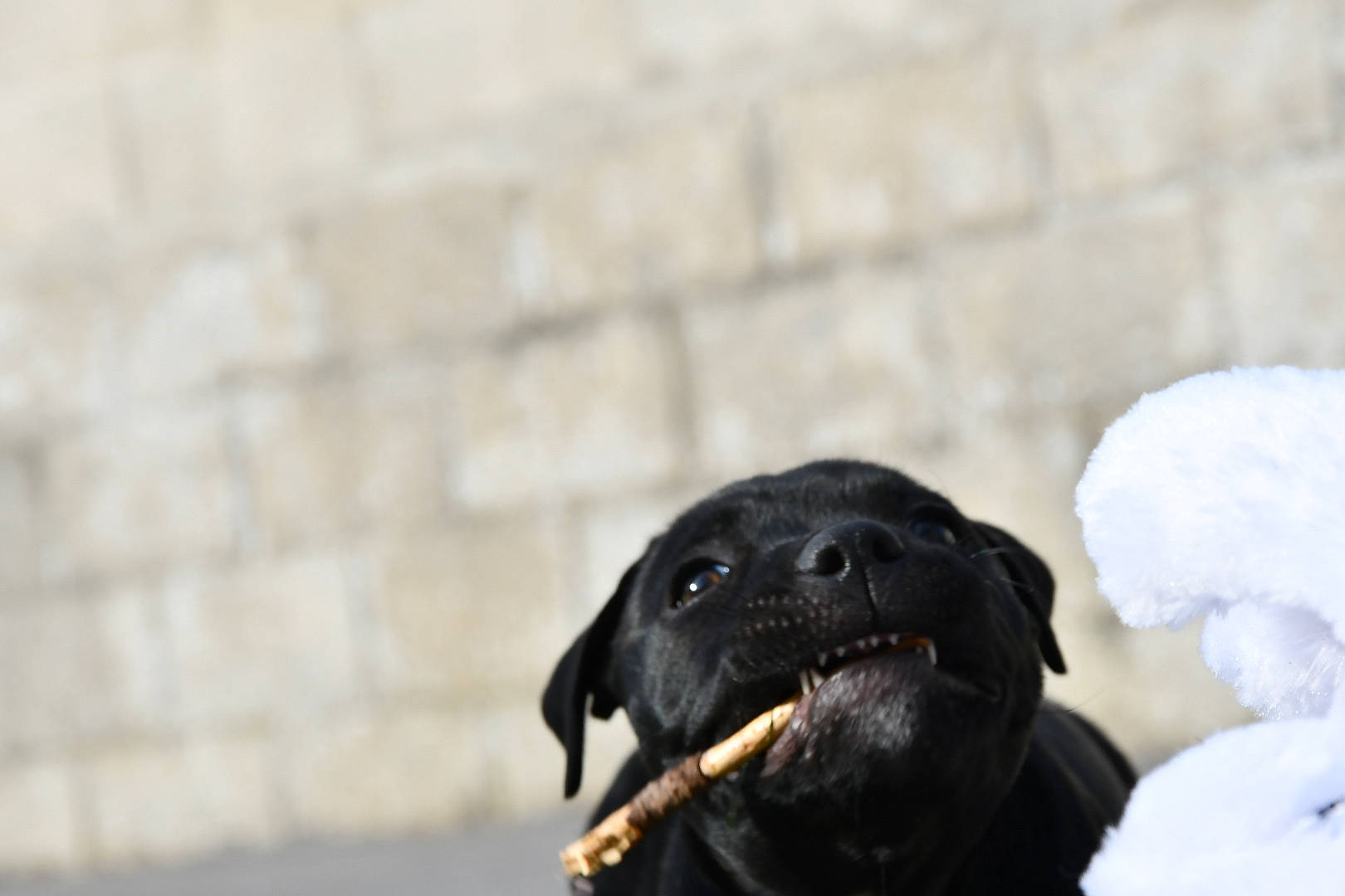 Skyla a rejoint le concours — aidez-le/la à gagner de superbes lots ! canidae, carnivore, claw, companion_dog, crow_like_bird, dog, dog_breed, fur, plant, snout, snow, sporting_group, terrestrial_animal, whiskers, wildlife, winter, working_animal