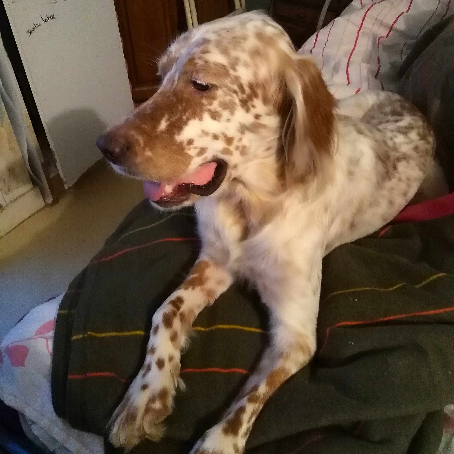 Max a rejoint le concours — aidez-le/la à gagner de superbes lots ! carnivoran, dog, dog_breed, dog_like_mammal, english_setter, setter, snout, spaniel, sporting_group