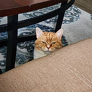 Sadie joined the competition — help win amazing prizes! cat, ginger_cat, indoor, furniture, table, rug, couch, peeking, pet, animal, whiskers, ears, face, floor, home, domestic, curious, quiet, resting, feline