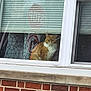 Sadie is registered to the contest to win money with this photo: cat, orange_cat, window, blinds, reflection, street_sign, indoor, animal, pet, fur, sitting, looking, glass, urban, house, brick_wall, daylight, calm, cozy, quiet