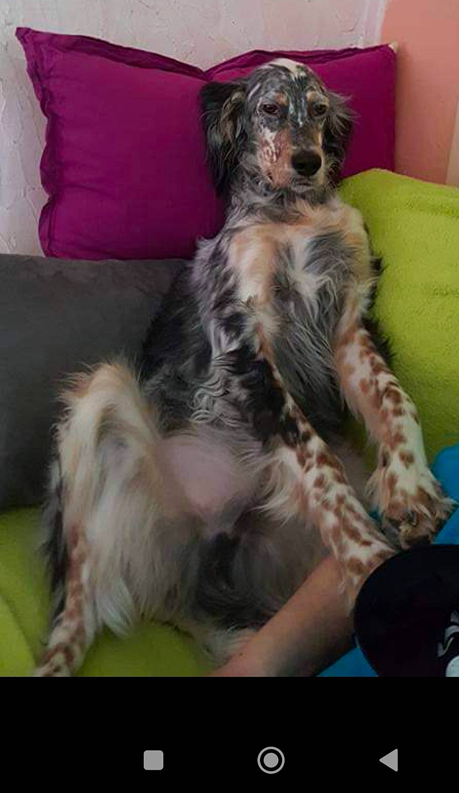 Jess a rejoint le concours — aidez-le/la à gagner de superbes lots ! canidae, carnivore, comfort, companion_dog, couch, dog, dog_breed, fur, herding_dog, paw, schnauzer, sitting, snout, sporting_group, tail, terrier, texas_heeler, whiskers, working_animal, working_dog