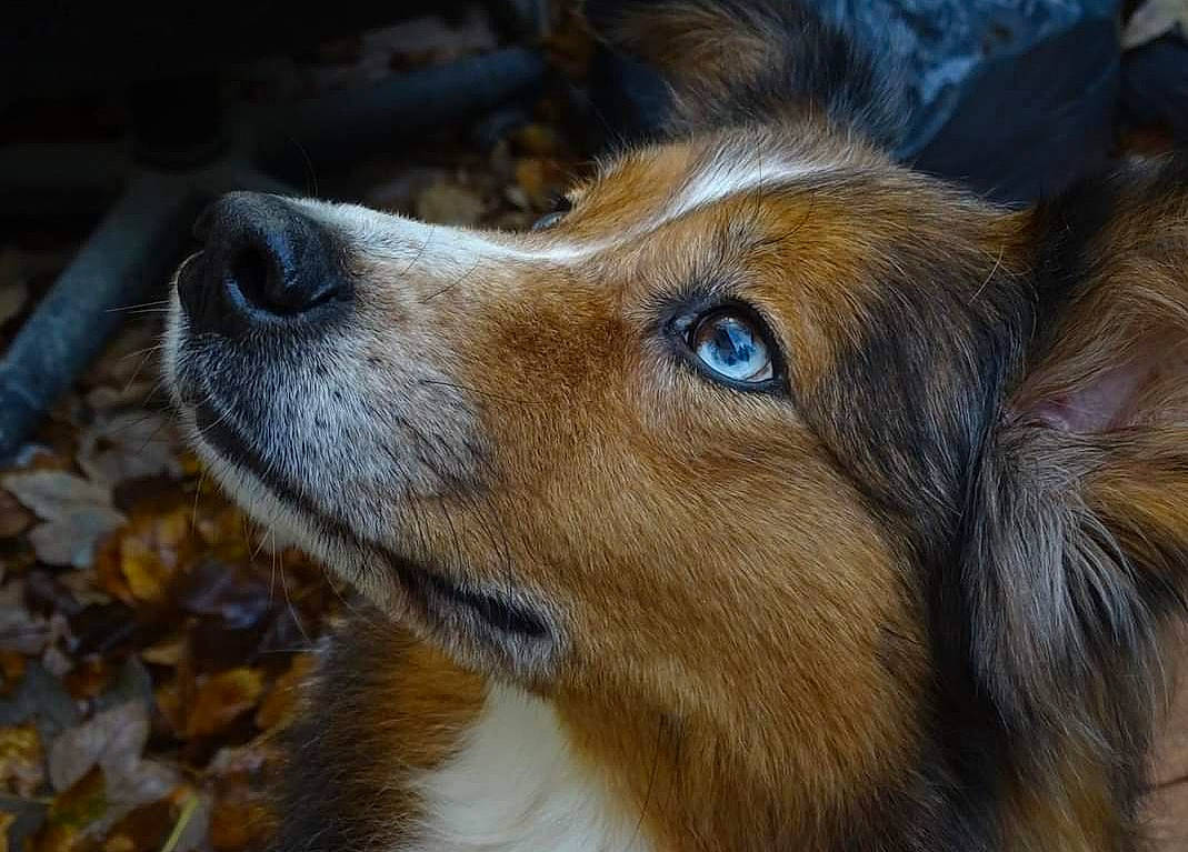 Cybelle a rejoint le concours — aidez-le/la à gagner de superbes lots ! ancient_dog_breeds, carnivore, close_up, companion_dog, dog, dog_breed, fur, herding_dog, liver, snout, sporting_group, terrestrial_animal, whiskers, working_dog