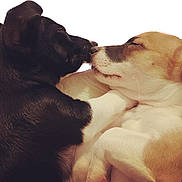 Milo N Cal Jr joined the competition — help win amazing prizes! puppies, dogs, cute, sleeping, black_dog, brown_and_white_dog, pets, animals, fur, close_up, affection, nose_touching, cuddle, friendship, white_background, adorable, companion, young_dogs, snout, relaxing