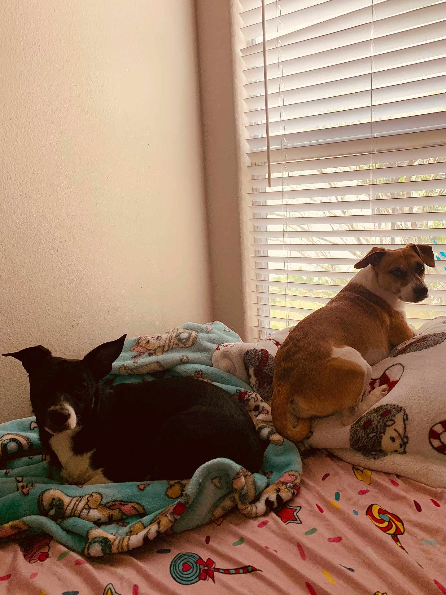 Milo N Cal Jr