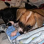 Milo N Cal Jr is registered to the contest to win money with this photo: puppy, dog, blanket, snuggling, cozy, cute, indoor, pet, fur, paw, playful, resting, soft, animal, young, napping, comfort, friendship, closeup, sleepy