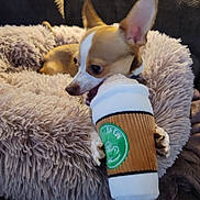 Paco Oliver joined the competition — help win amazing prizes! animal, brown_and_white, chihuahua, close_up, coffee_cup, couch, cozy, cute, dog, fluffy, home, indoor, pet, pet_bed, playful, plush_toy, relaxed, small_dog, soft_texture, toy