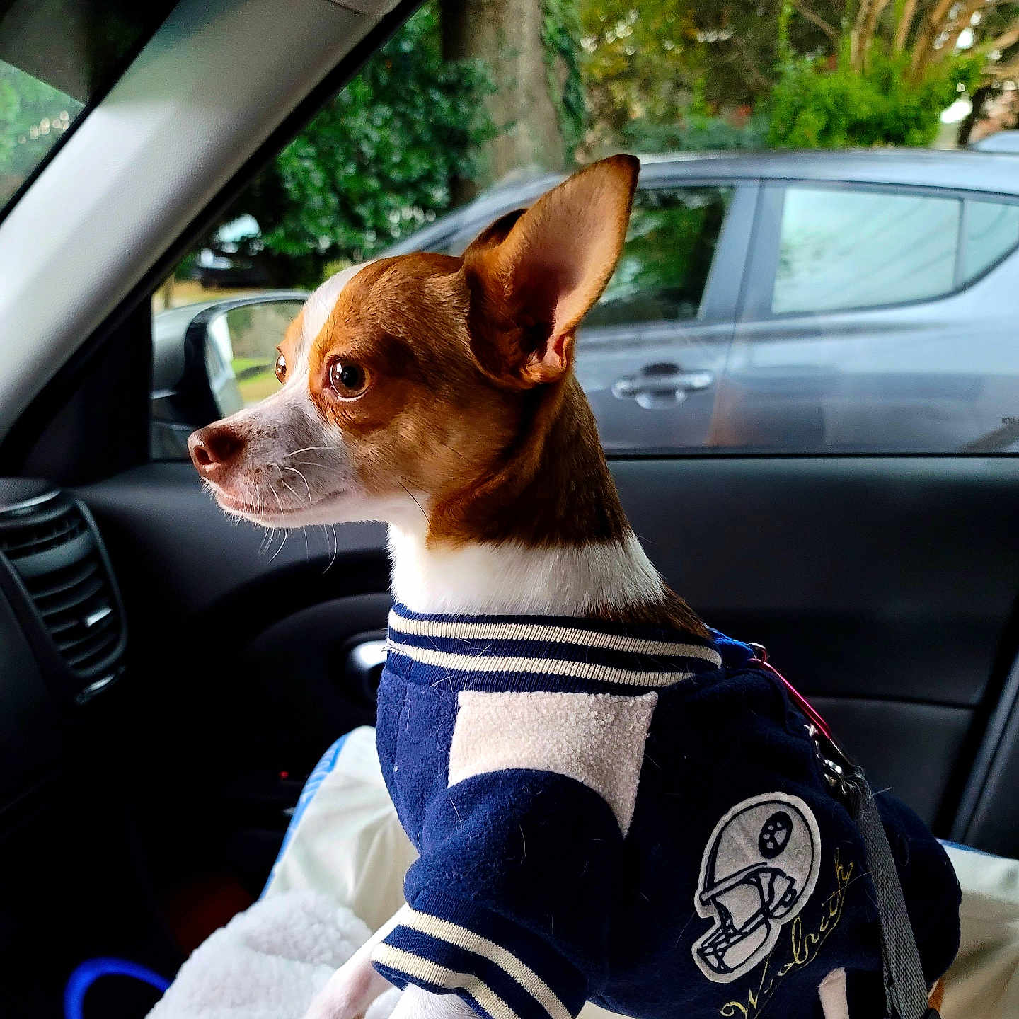 Paco Oliver is registered to the contest to win money with this photo: animal, blanket, brown_and_white, car_interior, clothing, daylight, dog, domestic_animal, ears_up, jacket, leash, looking, parked_car, pet, seat, side_view, small_dog, transport, trees, window