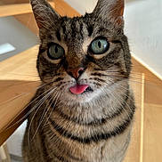 Lilas a rejoint le concours — aidez-le/la à gagner de superbes lots ! cat, tabby, close_up, tongue_out, green_eyes, whiskers, fur, striped, domestic_cat, pet, animal, chair, wooden, indoor, curious, playful, face, ears, nose, sitting