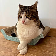 Bobby a rejoint le concours — aidez-le/la à gagner de superbes lots ! animal, calm, cat, close_up, crossed_paws, domestic_cat, ears, feline, floor, household, indoor, pet, portrait, relaxed, scratcher, sitting, tabby, whiskers, white_fur, wooden_floor