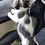kitten, cat, black_and_white, pet, car_interior, window, seat, curious, whiskers, fur, animal, young, indoor, looking, standing, vehicle, cute, small, alert, domestic