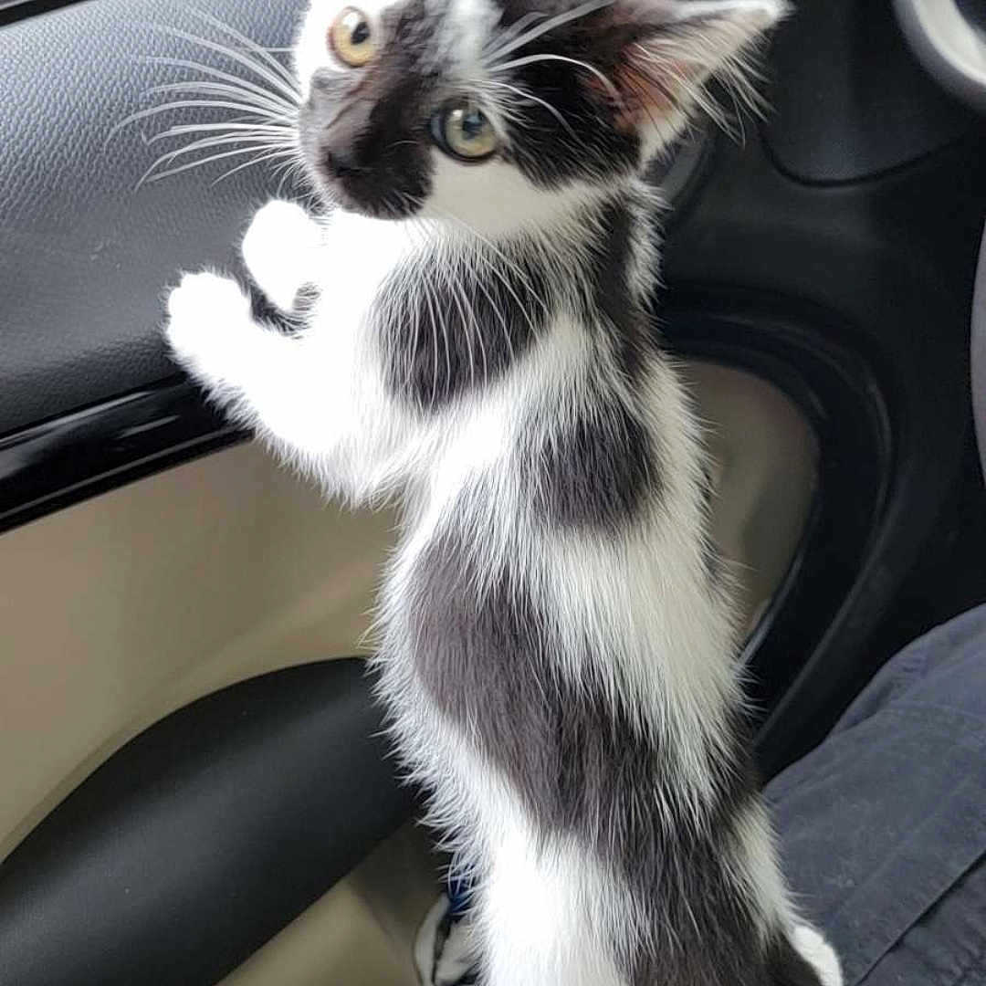 Jellybean joined the competition — help win amazing prizes! alert, animal, black_and_white, car_interior, cat, curious, cute, domestic, fur, indoor, kitten, looking, pet, seat, small, standing, vehicle, whiskers, window, young