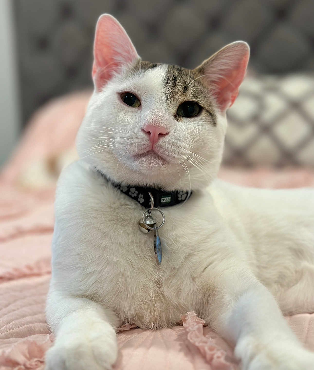 Casper joined the competition — help win amazing prizes! cat, white_cat, tabby, pet, collar, indoor, bed, quilt, pink, closeup, portrait, animal, feline, relaxed, cute, whiskers, ears, soft_texture, domestic_cat, resting