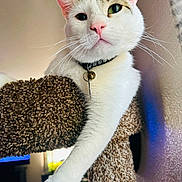 Casper is registered to the contest to win money with this photo: cat, white_cat, pink_nose, green_eyes, cat_tree, paw, indoor, pet, feline, relaxed, close_up, whiskers, collar, bell, fur, portrait, animal, domestic_cat, cute, resting