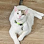 Casper is registered to the contest to win money with this photo: cat, white_cat, pet, animal, indoor, floor, wooden_floor, collar, neon_collar, relaxed, lying_down, cute, feline, domestic_cat, whiskers, tail, ears, pink_nose, eyes, paws