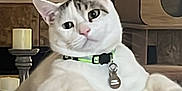Casper is registered to the contest to win money with this photo: cat, white_cat, striped_cat, indoor, pet, feline, collar, tag, relaxed, paws, cat_house, candles, cozy, curious, fur, animal, cute, domestic, resting, soft_surface