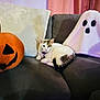 Casper is registered to the contest to win money with this photo: cat, couch, plush, pumpkin, ghost, halloween, indoor, decor, cozy, relaxed, white_cat, tabby, pillow, soft_toys, furniture, home, pet, animal, resting, living_room