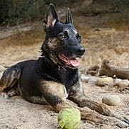 Bahbah is registered to the contest to win money with this photo: alert, animal, black, brown, canine, collar, dirt, dog, ears_up, grass, happy, lying_down, nature, outdoor, panting, pet, playful, rocks, summer, tennis_ball