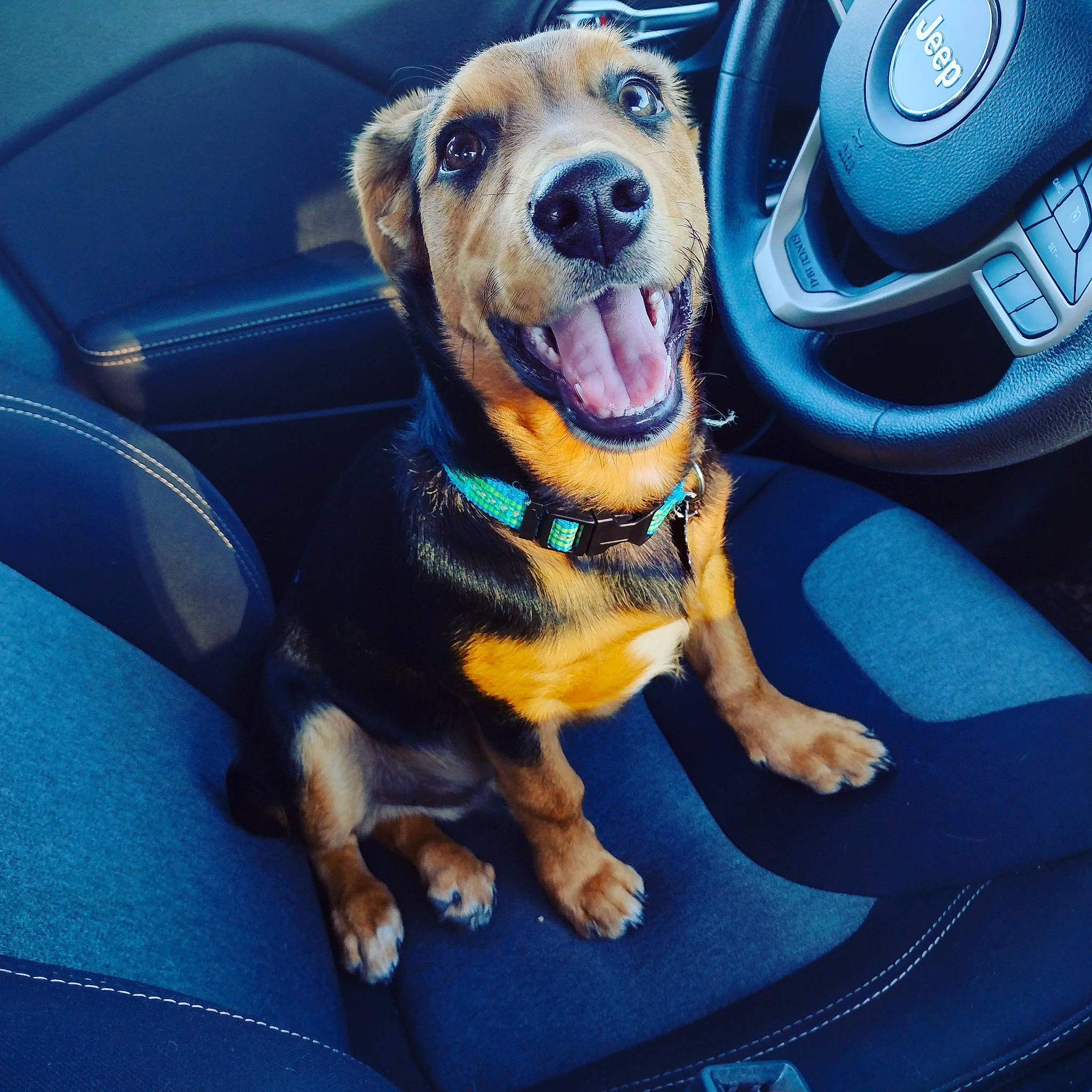 Parker is registered to the contest to win money with this photo: auto_part, automotive_exterior, automotive_lighting, car, car_seat, carnivore, collar, companion_dog, dog, dog_breed, dog_collar, electric_blue, family_car, gear_shift, motor_vehicle, personal_luxury_car, steering_part, steering_wheel, vehicle, vehicle_door