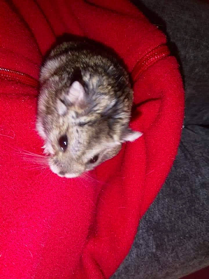 Hamtaro participe au concours pour gagner de l'argent avec cette photo : american_shorthair, cat, chinchilla, degu, dormouse, fawn, felidae, gerbil, hamster, kitten, mammal, mouse, muridae, muroidea, rat, rodent, small_to_medium_sized_cats, vertebrate, whiskers