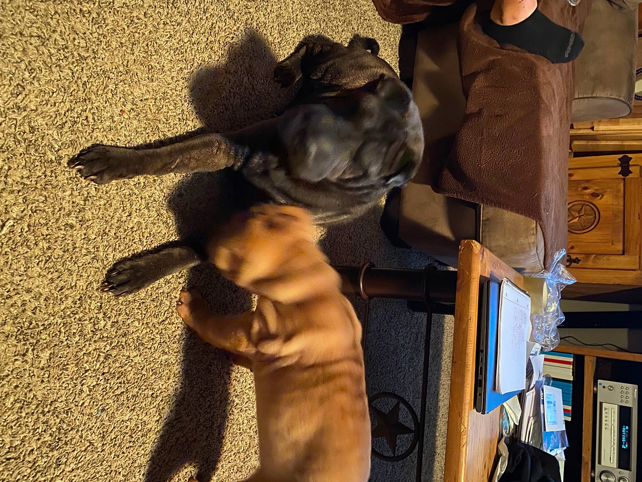 Ruffles is registered to the contest to win money with this photo: abdomen, baby, barechested, child, eyewear, fashion_accessory, fawn, fun, fur, happy, hat, landscape, room, shadow, sitting, sun_hat, tints_and_shades, toddler, vacation, vintage_clothing