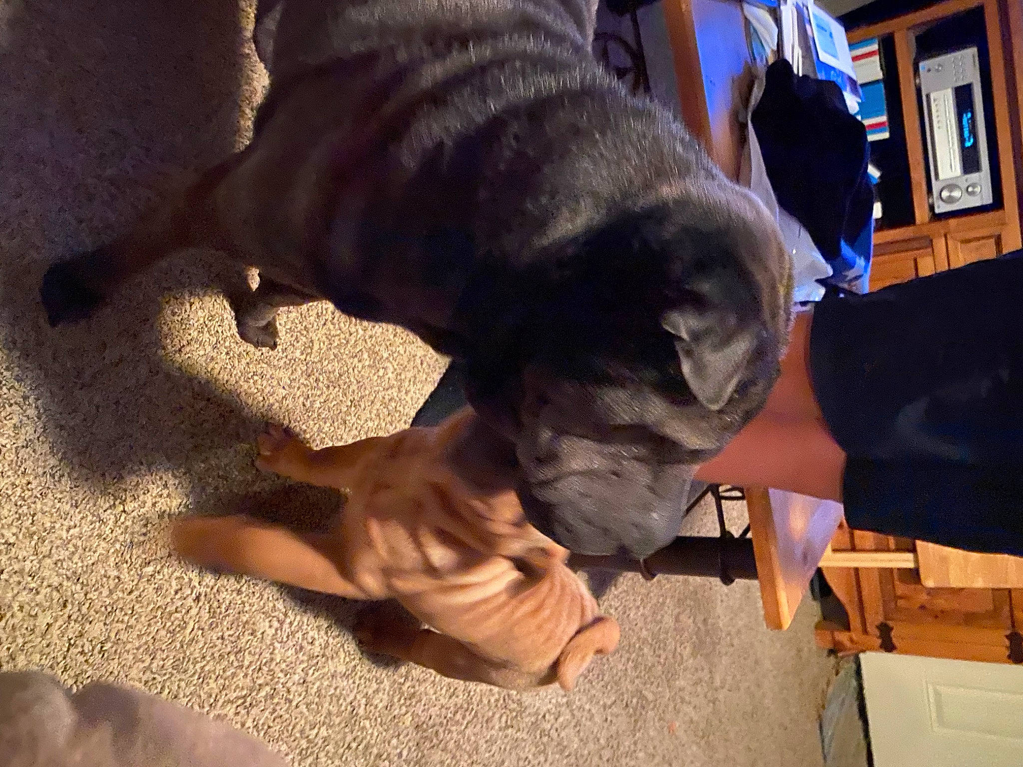 Ruffles joined the competition — help win amazing prizes! canidae, carnivore, comfort, companion_dog, dog, dog_breed, fawn, felidae, fur, guard_dog, picture_frame, puppy, shipping_box, small_to_medium_sized_cats, snout, sporting_group, tail, toy_dog, working_animal, wrinkle