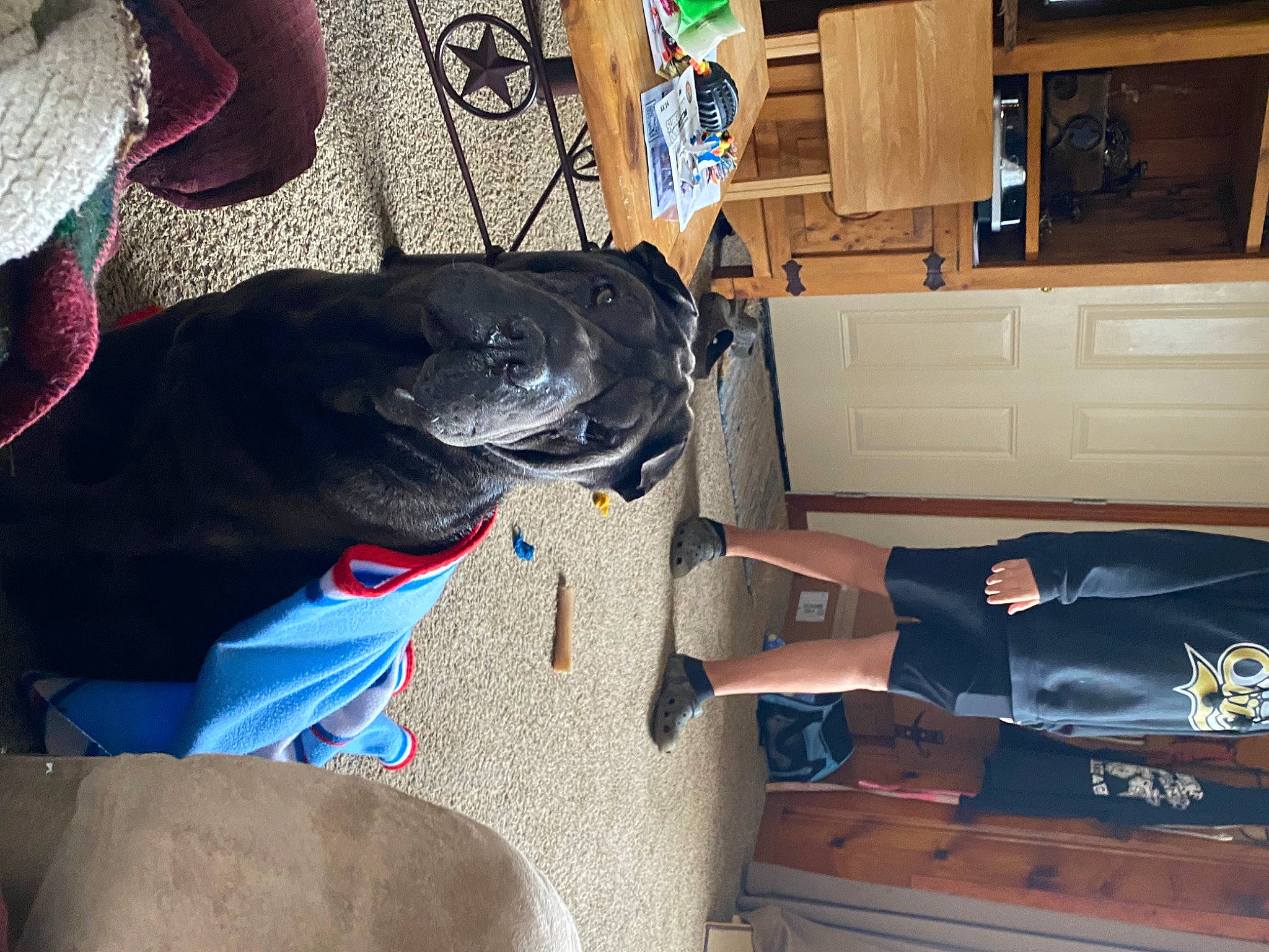 Ruffles joined the competition — help win amazing prizes! cabinetry, carnivore, collar, comfort, companion_dog, dog, dog_breed, dog_collar, drawer, fawn, guard_dog, hardwood, human_leg, non_sporting_group, personal_protective_equipment, room, snout, sporting_group, wood, working_animal