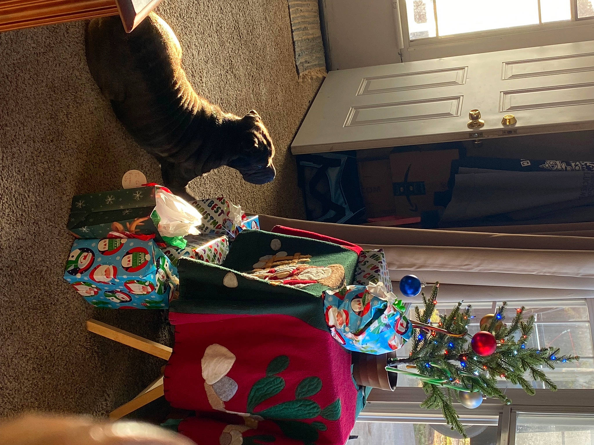 Ruffles joined the competition — help win amazing prizes! carmine, cat, comfort, event, fashion_accessory, felidae, flooring, fur, plastic, room, tail, textile, visual_arts, window, window_blind