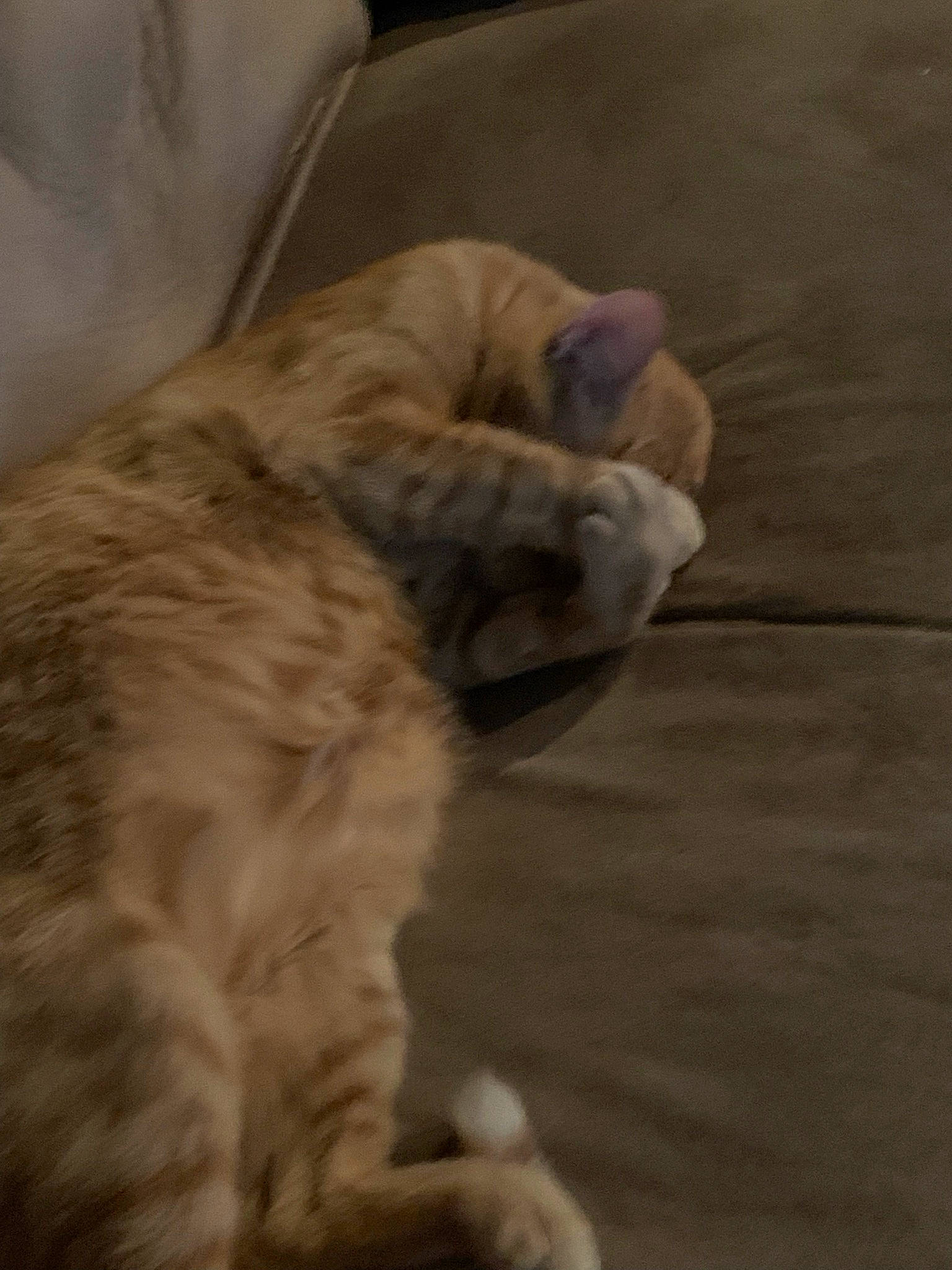 Tigger is registered to the contest to win money with this photo: canidae, carnivore, cat, claw, comfort, dog_breed, domestic_short_haired_cat, fawn, felidae, flooring, fur, hardwood, paw, small_to_medium_sized_cats, snout, sporting_group, tail, whiskers, wood